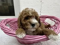 Diane, a female Cavapoo for sale in Athens, WI – Photo 9 of 10