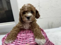 Diane, a female Cavapoo for sale in Athens, WI – Photo 3 of 10