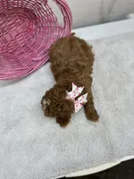 Diane, a female Cavapoo for sale in Athens, WI – Photo 7 of 10