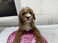 Diane, a female Cavapoo for sale in Athens, WI – Photo 5 of 10