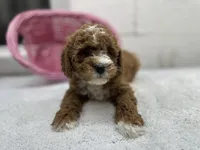 Diane, a female Cavapoo for sale in Athens, WI – Photo 1 of 10