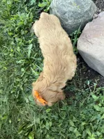 Carlee, a female Cockapoo for sale in Athens, WI – 4 of 10