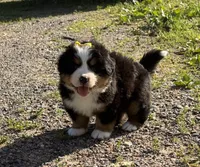AKC Gabby, a female Bernese Mountain Dog for sale in Athens, WI – 6 of 10