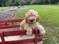 Samson, a male Miniature Goldendoodle for sale in Athens, WI – 3 of 10