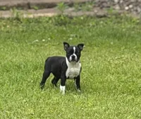 Rex, a male Boston Terrier for sale in Athens, WI – 2 of 10