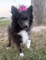 Harlee , a female Pomeranian for sale in Athens, WI – 2 of 10