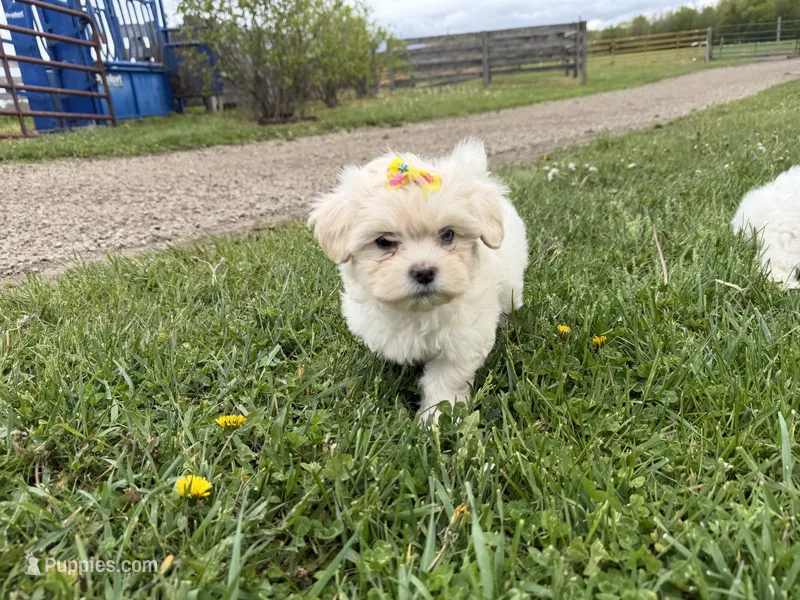 Lynn – Poodle - Miniature , Mal Shi puppy for sale in Athens, WI