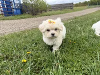 Lynn, a female Poodle - Miniature  and Mal Shi for sale in Athens, WI – 1 of 10
