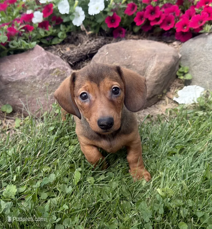 Queen  – Miniature Dachshund puppy for sale in Athens, WI