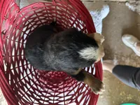 AKC Issac , a male Bernese Mountain Dog for sale in Athens, WI – Photo 2 of 2