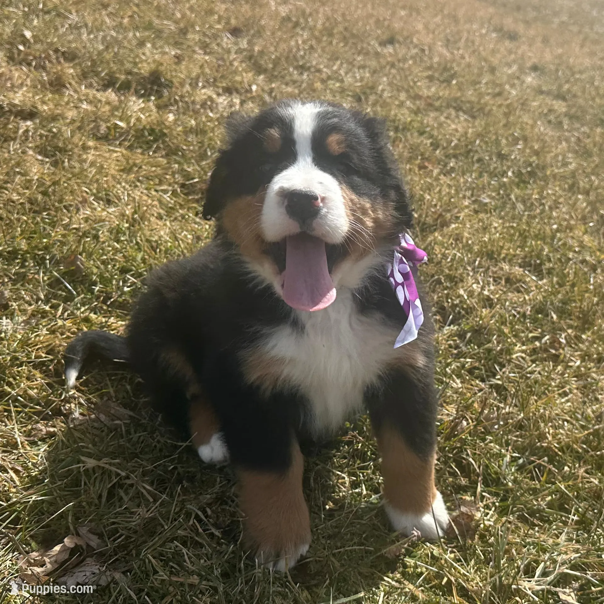 AKC Issac  – Bernese Mountain Dog puppy for sale in Athens, WI