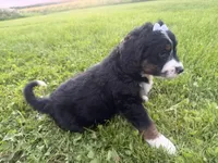 Summer, a female Bernedoodle for sale in Athens, WI – 3 of 10