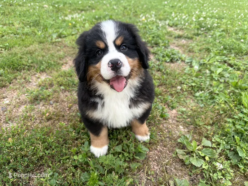 AKC Georgia – Bernese Mountain Dog puppy for sale in Athens, WI