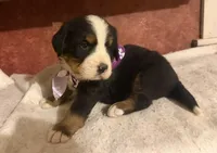 AKC Violet, a female Bernese Mountain Dog for sale in Athens, WI – 4 of 10