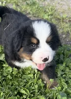 Gill, a male Bernese Mountain Dog for sale in Athens, WI – 3 of 10