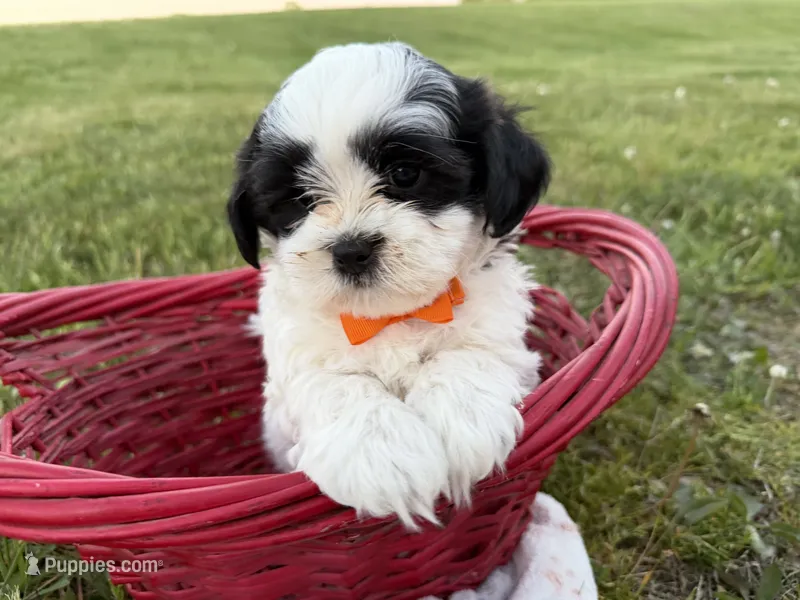 Donnie – Bichon Frise, Shih Tzu puppy for sale in Athens, WI