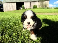 Taz , a male Bernedoodle for sale in Athens, WI – 1 of 10