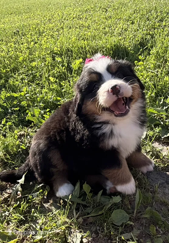 Georgia – Bernese Mountain Dog puppy for sale in Athens, WI