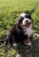 Georgia, a female Bernese Mountain Dog for sale in Athens, WI – 1 of 10