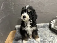 Rhonda, a female Bernedoodle for sale in Athens, WI – Photo 4 of 10
