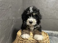 Rhonda, a female Bernedoodle for sale in Athens, WI – Photo 3 of 10