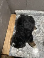 Rhonda, a female Bernedoodle for sale in Athens, WI – Photo 7 of 10