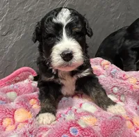 Rhonda, a female Bernedoodle for sale in Athens, WI – Photo 10 of 10