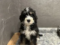 Rhonda, a female Bernedoodle for sale in Athens, WI – Photo 2 of 10