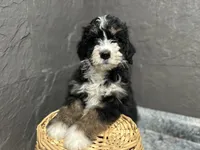 Rhonda, a female Bernedoodle for sale in Athens, WI – Photo 5 of 10