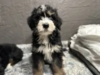 Rhonda, a female Bernedoodle for sale in Athens, WI – Photo 6 of 10