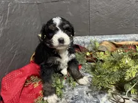 Rhonda, a female Bernedoodle for sale in Athens, WI – Photo 9 of 10