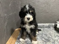Rhonda, a female Bernedoodle for sale in Athens, WI – Photo 8 of 10