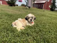 Buster, a male Bichon Frise and Shih Tzu for sale in Athens, WI – 6 of 10