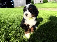 Travis, a male Bernedoodle for sale in Athens, WI – 3 of 10