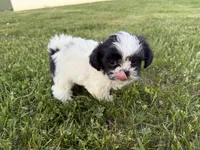 Jordan, a male Bichon Frise and Shih Tzu for sale in Athens, WI – 8 of 10