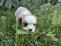 AKC Baxter, a male Cavalier King Charles Spaniel for sale in Athens, WI – 4 of 10