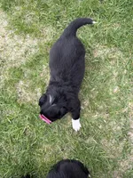 Zada, a female Australian Shepherd and Border Collie for sale in Athens, WI – 10 of 10