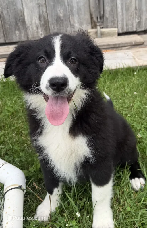Zilla  – Australian Shepherd, Border Collie puppy for sale in Athens, WI