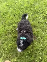 Stormy, a female Bernedoodle for sale in Athens, WI – 6 of 10