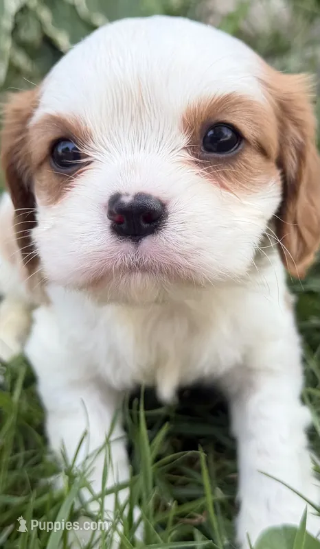 AKC Bart  – Cavalier King Charles Spaniel puppy for sale in Athens, WI