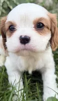 AKC Bart , a male Cavalier King Charles Spaniel for sale in Athens, WI – 1 of 10