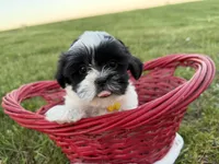 Danny, a male Bichon Frise and Shih Tzu for sale in Athens, WI – 2 of 10