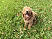 Shep, a male Miniature Goldendoodle for sale in Athens, WI – 2 of 10