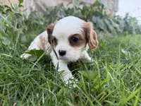 AKC Bart , a male Cavalier King Charles Spaniel for sale in Athens, WI – 10 of 10