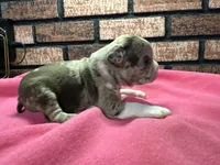 Paige, a female Boston Terrier for sale in Athens, WI – 3 of 3