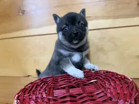 Vivian, a female Pomsky for sale in Athens, WI – 2 of 9
