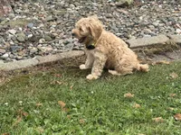 Samson, a male Miniature Goldendoodle for sale in Athens, WI – 5 of 10