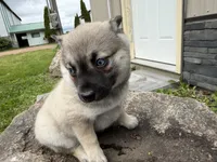 Victor , a male Pomsky for sale in Athens, WI – 6 of 9