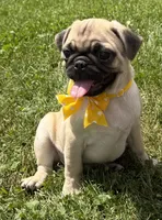 AKC ALLEN , a male Pug for sale in Athens, WI – 6 of 10