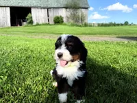 Travis, a male Bernedoodle for sale in Athens, WI – 4 of 10